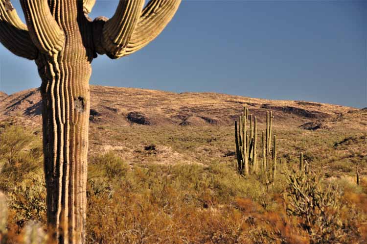desert scene